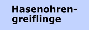 Hasenohrengreiflinge